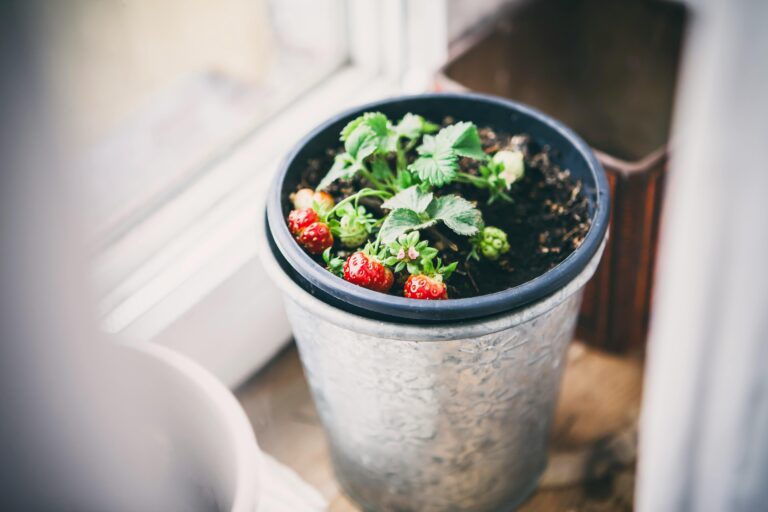 Fresh strawberries in a decorative pot showcasing indoor gardening and organic produce.